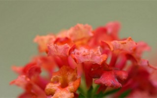 姓勾有哪些好听的名字（姓勾的独特的名字）