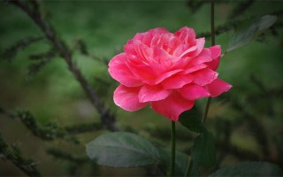 想死你都不主动的是什么星座（比较沉稳的星座）