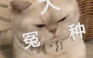 冤种网络用语的意思介绍