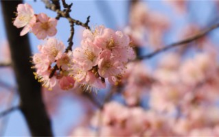 幽默的司马姓男孩名字（司马姓男孩名字分享）
