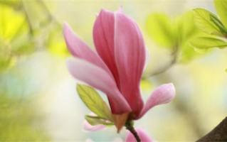 打分100分的姓祁名字（姓祁打分100分的名字梳理）