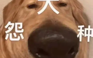 大冤种是什么意思