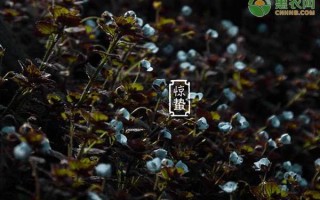 惊蛰节气的特点和风俗（惊蛰节气是什么意思）