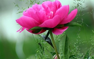 姓池男孩起名用字推荐（池姓的来源）