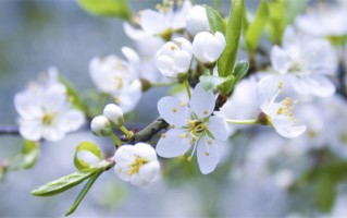 冰雪聪明的姓牛女孩名字（姓牛女孩名字优选）