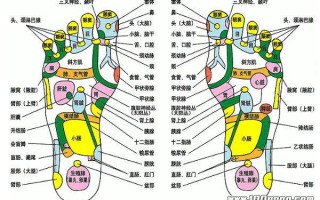 脚的各个部位详细图，脚的结构精堪绝伦(被誉为解剖学上的奇迹)