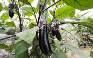 茄子最忌什么肥料（茄子最忌什么肥料9茄子最忌三种肥料）