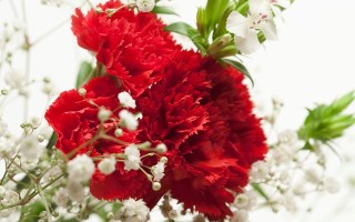 康乃馨花语和寓意（康乃馨以其美丽的花朵和丰富的花语）