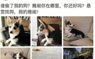 我不是袁立，但是她真的没有偷狗是什么梗