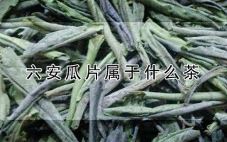 六安瓜片属于什么茶类（六安瓜片属于绿茶）