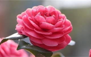英俊的姓杨男孩100分名字（姓杨男孩100分名字借鉴）