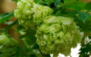 姓柳男孩起名用字推荐（姓柳男孩起名的建议）