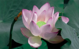 姓胡的男孩取什么名字好听（胡姓男孩机智的名字）