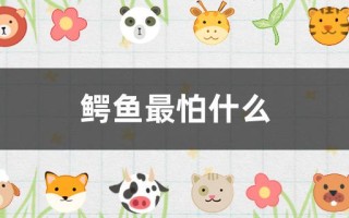 鳄鱼最怕的动物是什么（鳄鱼最怕什么）