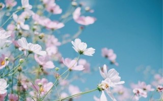 打分100分的姓贡名字（姓贡打分100分的名字归纳）
