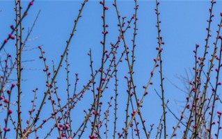 姓梅有什么好听的名字（姓梅的别样的名字）