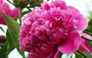 姓姬的好听的男孩名字有哪些（姓姬的好听的男孩名字大全）