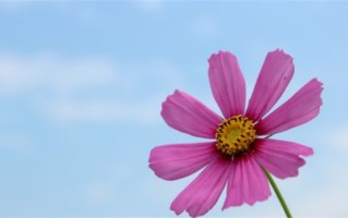 独具匠心的姓乜100分名字（打分100分的姓乜名字借鉴）