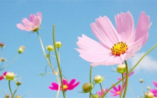 可爱的姓晁女孩100分名字（姓晁女孩100分名字精选）