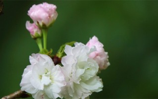 长孙姓男孩起名用字推荐（长孙姓起名的建议）