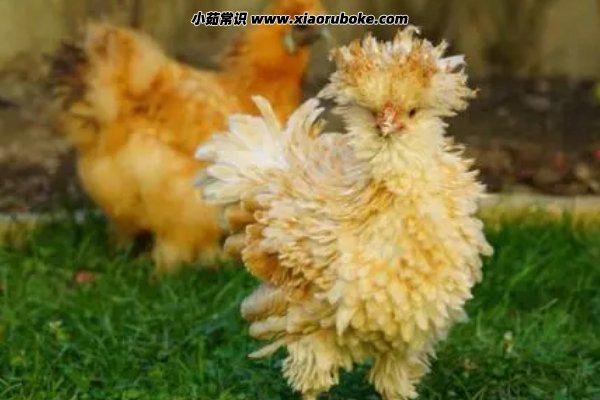 六畜家禽指的都有什么，猪/牛/羊/鸡/马/狗-第4张图片-阔酒网